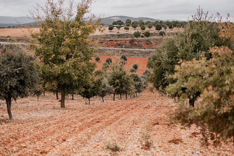 Plantación trufera de Trufalia en el entorno de Sarrión
